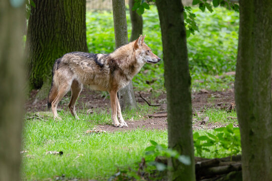 free roaming wolf in the forest
