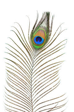 peacock plume