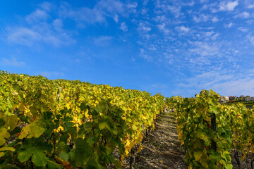 Fototapeta na wymiar Matin d'automne dans les vignobles du Lavaux en Suisse 