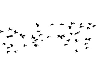 flying birds
