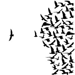 flying seagull birds