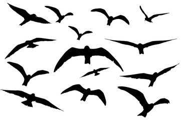 flying seagulls silhouette on white background