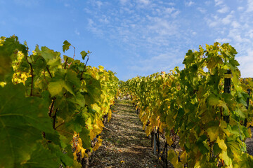Fototapeta na wymiar Matin d'automne dans les vignobles du Lavaux en Suisse 