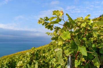 Naklejka premium Matin d'automne dans les vignobles du Lavaux en Suisse 