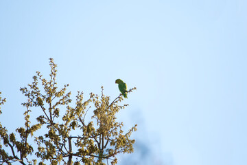 bird on a branch