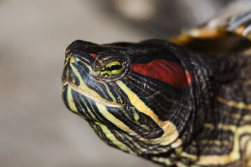 Obraz premium turtle close up