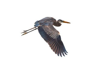 Great Blue Heron (Ardea herodias) Photo, High Definition, in Flight on a Transparent Background - 584319196