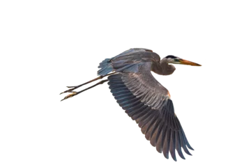 Foto op Plexiglas Great Blue Heron (Ardea herodias) Photo, High Definition, in Flight on a Transparent Background © Jim