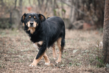 Homeless dog photography. This dog lives in the city park or on the streets where passersby can feed them. Photos are taken in adoption purposes