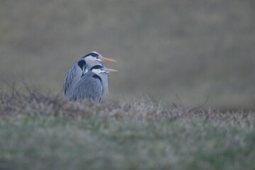 Pair of Grey Herons