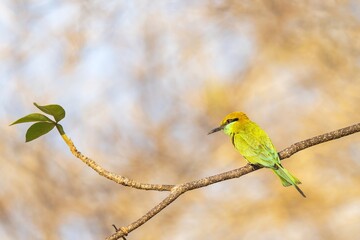 Asian green bee-eater (Merops orientalis) in Thailand