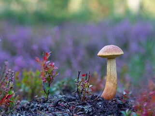 złotak wysmukły © Marek