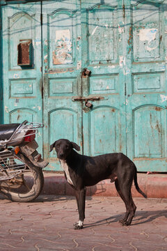 Amritsar, Punjab, India - Portrait of a street dog