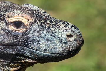 Head of a Komodo dragon (Varanus komodoensis), also known as the Komodo monitor, the largest extant species of lizard.