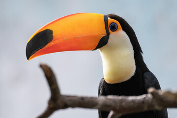 Naklejka premium A toco toucan (Ramphastos toco), also known as the common toucan or giant toucan, .the largest species in the toucan family.