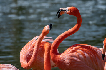 American flamingos (Phoenicopterus ruber)