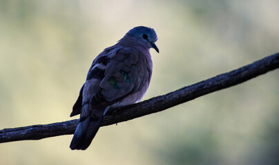 Emerald-spotted Wood-Dove ( Turtur chalcospilos) Marakele National Park, South Africa