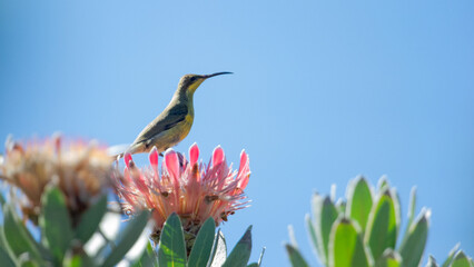 Malachite Sunbird ( Nectarinia famosa) Marakele National Park, South Africa