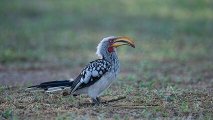Yellow-billed Hornbill ( Tockus leucomelas) Marakele National Park, South Africa