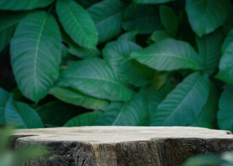 Wood tabletop counter podium floor in outdoors tropical garden forest blurred green blue leaf plant nature background.Natural product placement pedestal stand display,summer jungle paradise concept. - obrazy, fototapety, plakaty