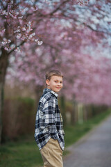 Delightful blond-haired boy in plaid shirt and light-colored pants walks through the cherry blossom park. Spring. Flowers.