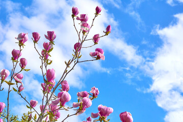 Fototapeta na wymiar Delicate cute magnolia branches with bright pink flowers and blue sky