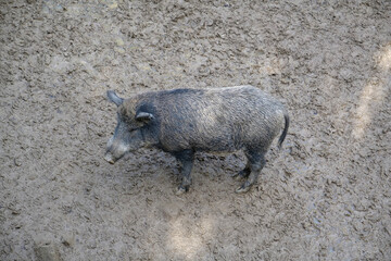 Black wild boar stands in the mud