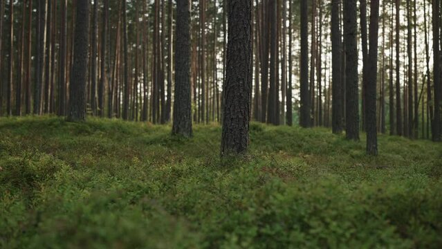 Slow motion gimbal shot of pine forest with lots of moss and berries
