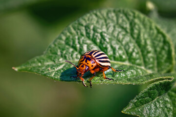 Potato bug on green leaf of potato plant. Colorado potato beetle eats potato leaves. Pest invasion, parasite destroy potatoes plants, insect on leaves
