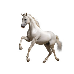 Fototapeta na wymiar white horse isolate on background