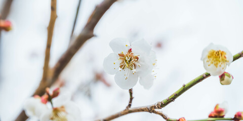 阿智村の桜