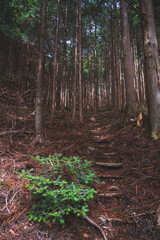 はゝき木（帚木）への山道