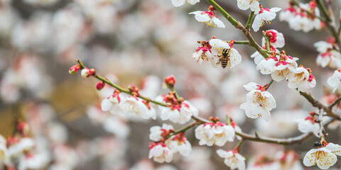 阿智村の桜とミツバチ