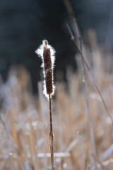 bulrush reed shedding seeds in the wind