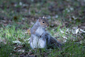 Naklejka na ściany i meble grey squirrel in the park
