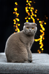 scottish fold cat sitting on sofa cushion looking at camera. full body shot against black background with bokeh lights.