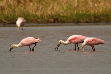 flamingos in the water