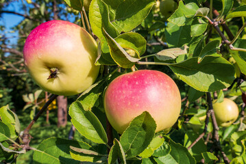 Apples on an apple tree branch. Bright ripe fruit on a sunny day