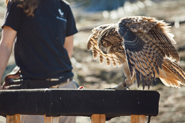 Bird Handling at sanctuary great horned owl