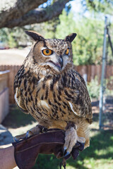 Great Horned Owl