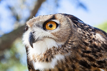 Great Horned Owl