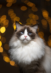 tuxedo ragdoll cat with lbue eyes portrait against bokeh lights background
