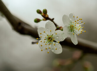 Beautiful white apple blossom on a branch, closeup