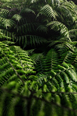 fern leaves