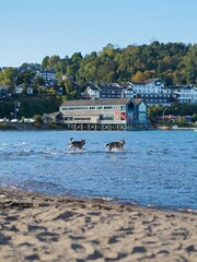 Dogs playing in Llanquihue Lake, Puerto Varas, Chile