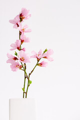 Close up of spring flowers isolated on white, with clipping path. Minimalistic style pink spring flowers in white vertical background