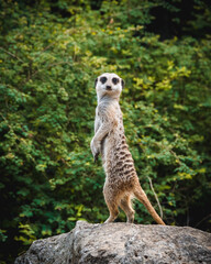 Fototapeta premium meerkat on the lookout