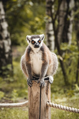 lemur in zoo
