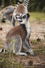 ring lemur