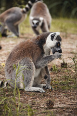 ring lemur
